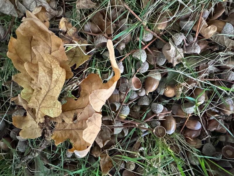 Acorns